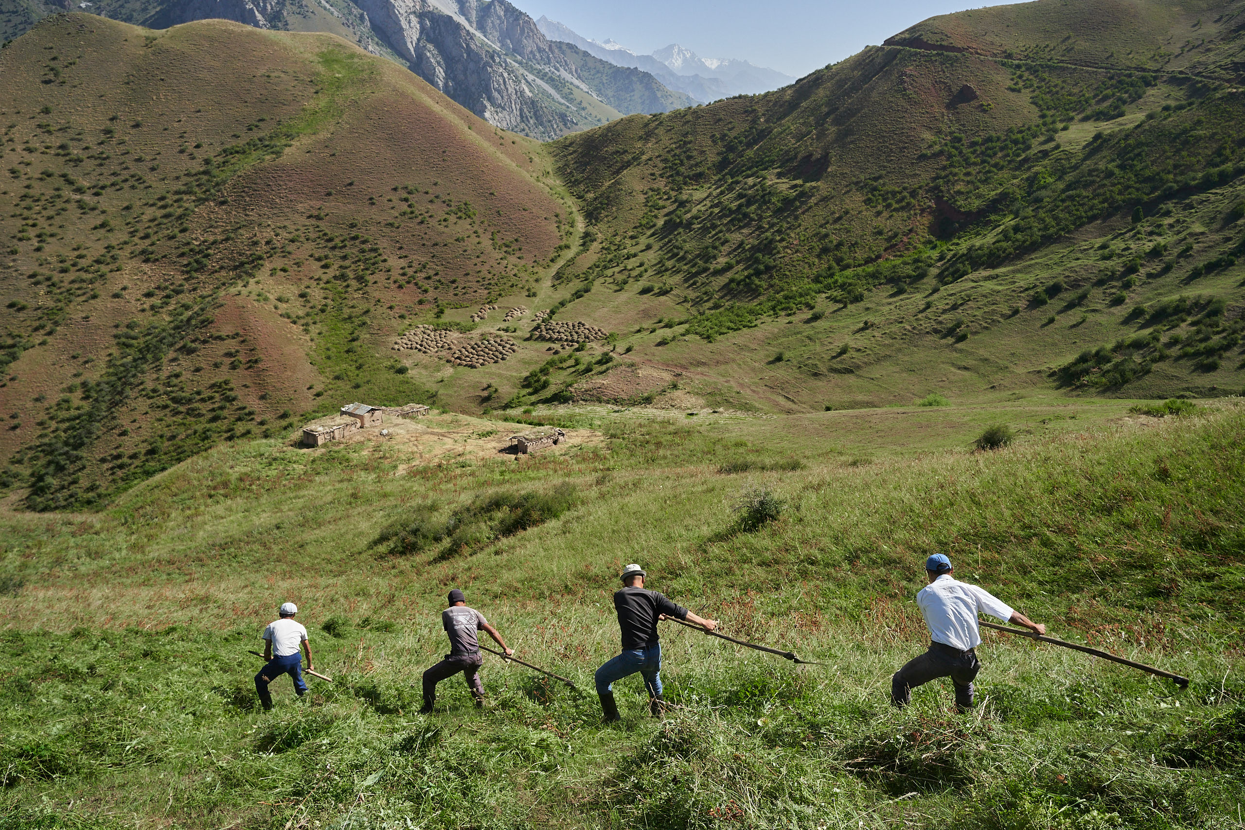 4 men harvesting hay in synchron in the Kyrgyz mountains